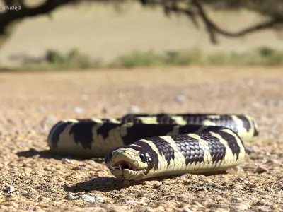  Snakes Big Rigged Collection for Cinema 4D 