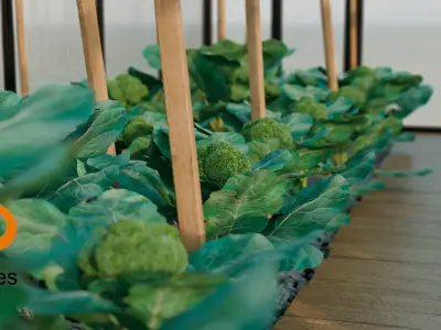 Greenhouse  3D model