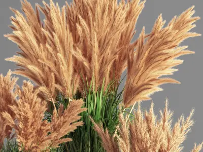 Indoor Plant Set 49  pampas 3D model