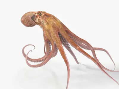  Octopus Animated Multicolor 