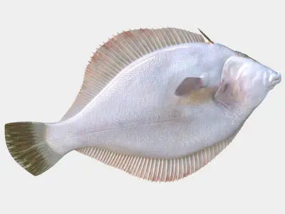  Flatfish Animated 