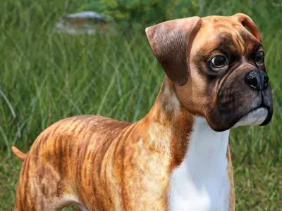  Large Dogs Rigged for Cinema 4D Collection 2 