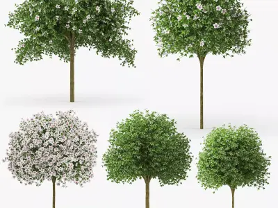 Hibiscus tree 3D model