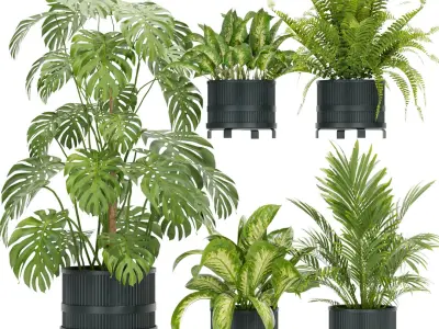  Collection plant indoor vol 2 - blender - 3dmax - cinema 4d 