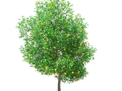 Grapefruit Tree with Fruits 3D model