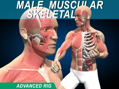 Male Muscular Skeletal V2 - Advanced Rig 3D model