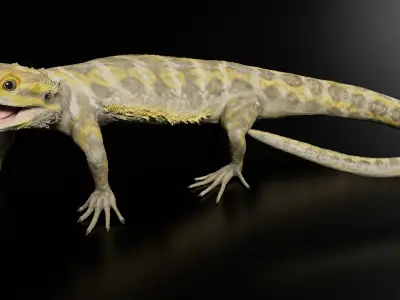 Bearded Dragon Rigged Animated 