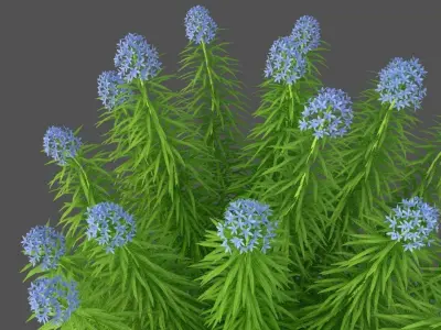 XfrogPlants Narrowleaf Bluestar - Amsonia Hubrichtii  3D model