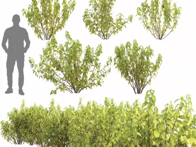 Cornus Flaviramea 01 3D model