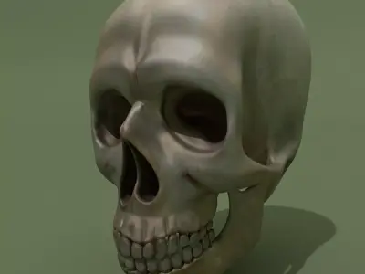 Skull human 3D model