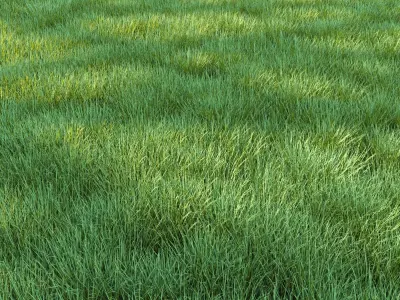4 grass for landscape with corona scatter 3D model