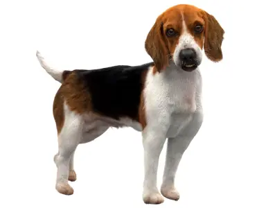  Beagle Dog Anatomy 