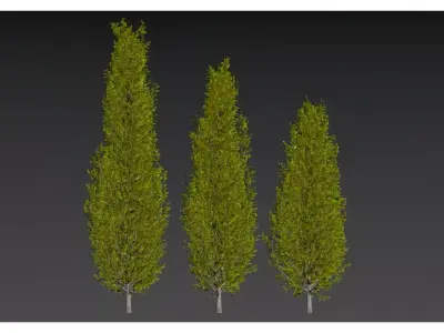  Evergreen arbor 3D model
