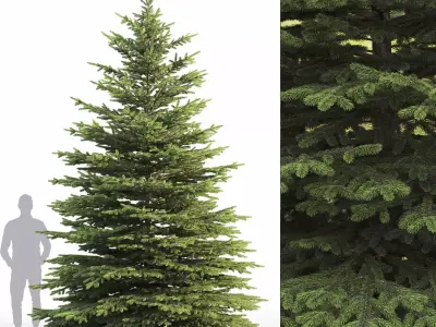 Picea Pungens 09 3D model