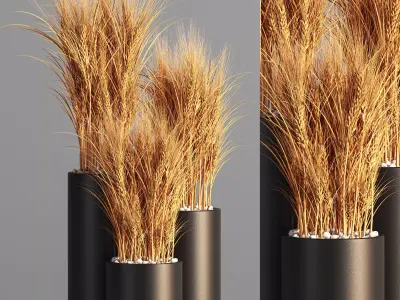 Indoor Plant Set 47 Wheat 3D model