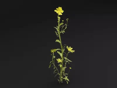 Senecio Pinnatifolius Plant Low-poly 3D model