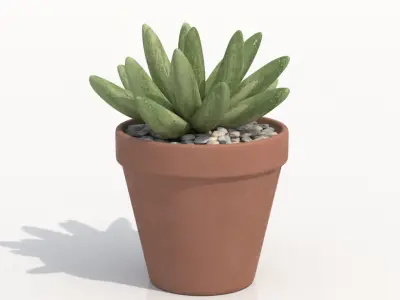 Gasteria Potted Cactus Plant Free 3D model