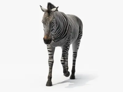  Zebra Adult Walking Fur 