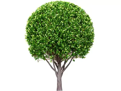 Evergreen garden tree  shrub bush Boxwood 3D model