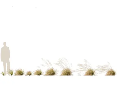 Deschampsia cespitosa Northern Lights - Tufted Hair Grass 02 3D model