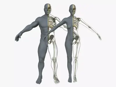 Male Female Skeleton with Skin Texture Collection 3D model