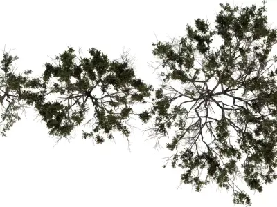 Photorealistic Bush   Shrub 3D Model Pack Low-poly 3D model