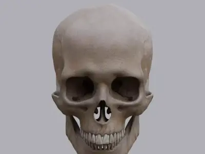 Human Cranium 3D model