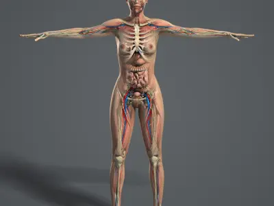  C4D RIGGED Complete Female Anatomy PACK 