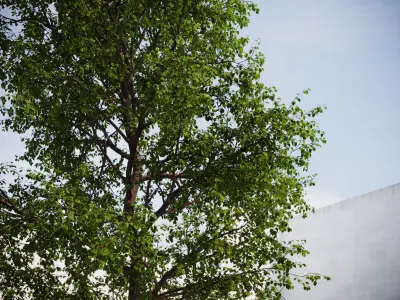Large forest tree 3D model