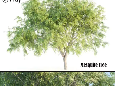 honey mesquite tree 3D model