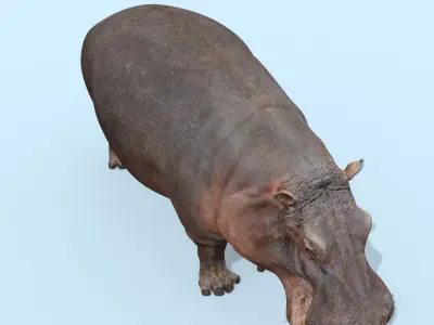  Colossal Animal Pack HD - Animated1 