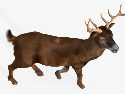  Virginia Deer Animated Fur Rigged For Blender 