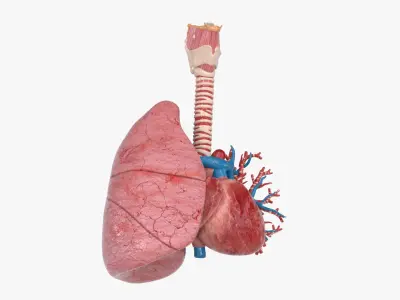  Trachea Lung Bronchial Vessels 
