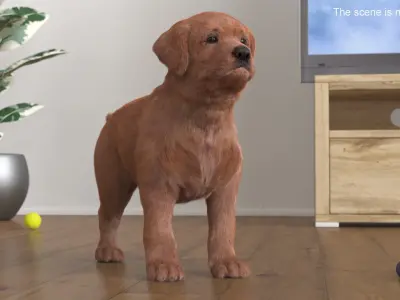  Brown Labrador Retriever Puppy Fur for Cinema 4D 