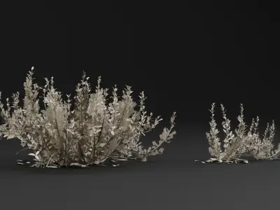 Atriplex amnicola Plant 3D model