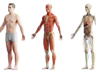  Rigged Human Male Anatomy Set 