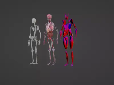 BODY ANATOMY 2023 3D model