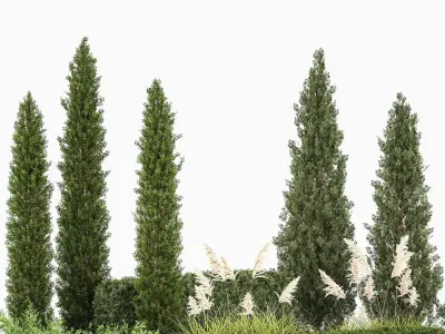 Garden of thuja and cypress trees with pampas grass bushes 1152 3D model