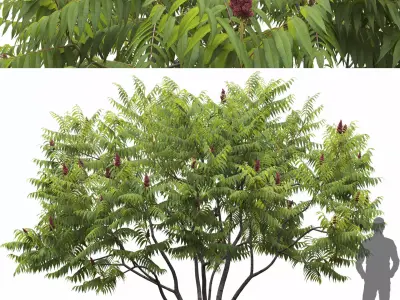 Rhus Tuphina 01 3D model