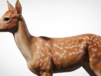  Fawn Deer Zbrush 