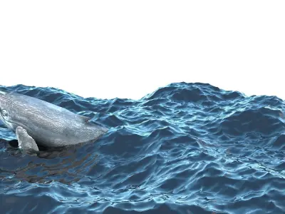 Humpback Whale Is Jumping and Breaching In The Ocean 3D model