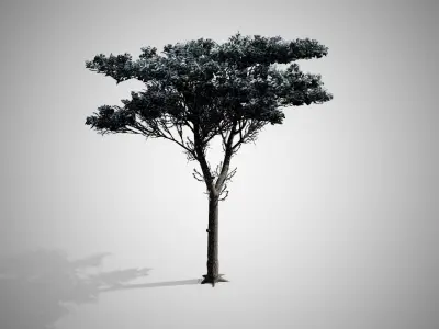 Italian Stone Pine Winter Tree Low-poly 3D model