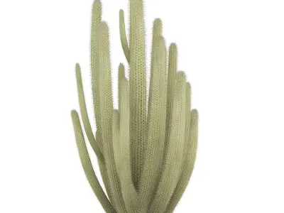 Organ Pipe Cactus 3D model