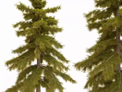 tree11 3D model