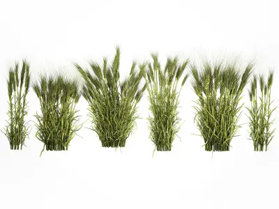 plants from six bushes of green ears of wheat for landscaping 3D model