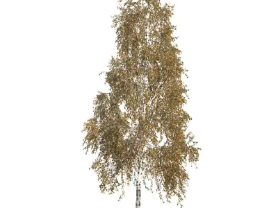 Betula pendula 201AU 3D model