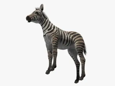  Zebra Adult Foal Fur 