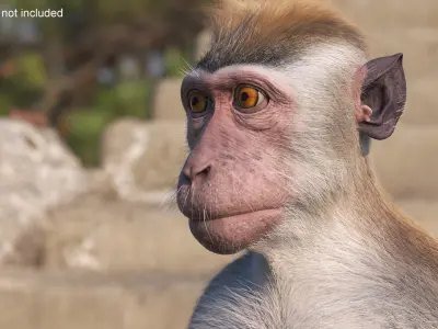  Standing Rhesus Macaque Monkey Gray Fur Rigged 