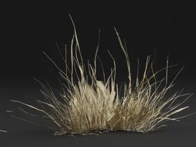 Grass Plant 3D model