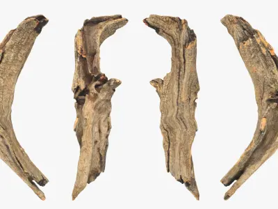  Tree Trunk Piece Collection 